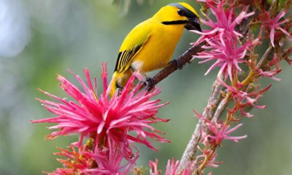 Mauritius Flora und Fauna